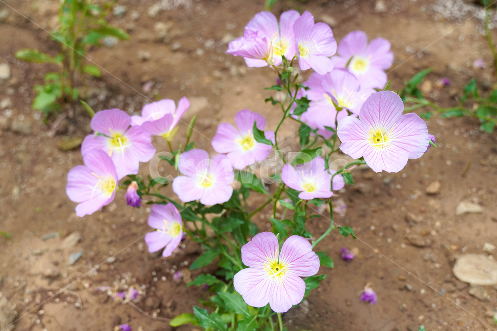 꽃,자연,접사,힐링,배경화면,신선함,평온함,season,plants,nature,flower,sensible,feeling,색깔,색상,색채,색감,colorsense,colorsensitivity,feelingofcolor,감성