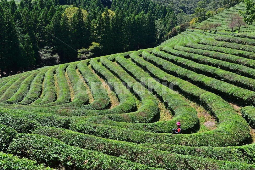 plant,식물,nature,자연,outdoors,옥외,경치,경관,풍경,보성,대한다원,다원,녹차밭,차밭,녹차,녹차잎,패턴,자연,풍경,nature,landscape