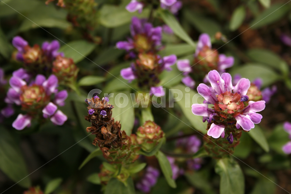 꿀풀,식물,flower,plants,nature,꽃,꽃봉오리,식물,자연,plants,nature,꽃,flower