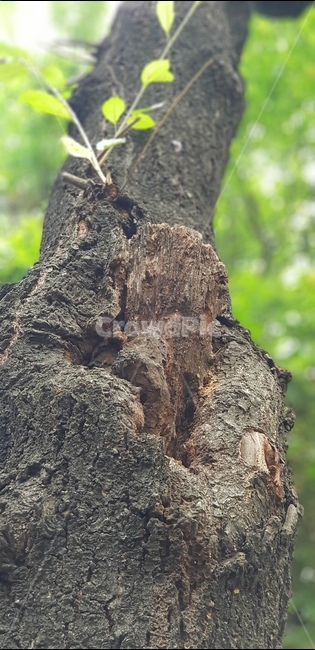수봉공원,미추홀구,나무,새싹,숲