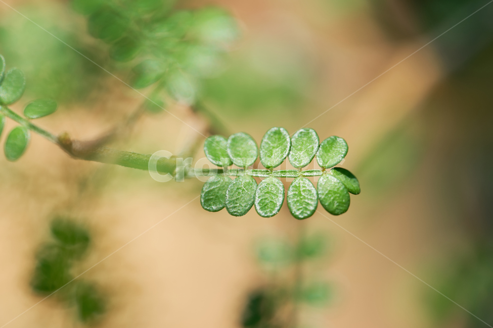 잎,식물,green,초록,leaf,접사,plant,식물,자연,plants,nature