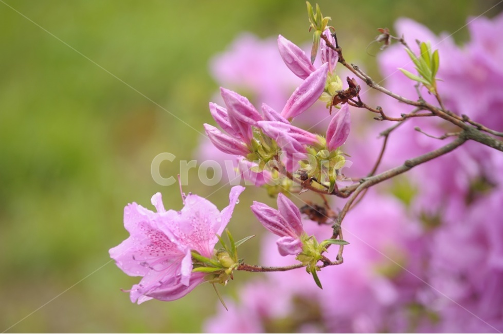 잔달래,봄의전령사,연분홍,철쭉,야생화,식물,자연,plants,nature,꽃,flower