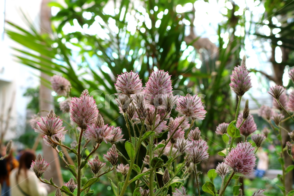 프틸로투스,꽃,프틸로투스꽃,식물,자연,비름과,식물원,식물,자연,plants,nature,꽃,flower
