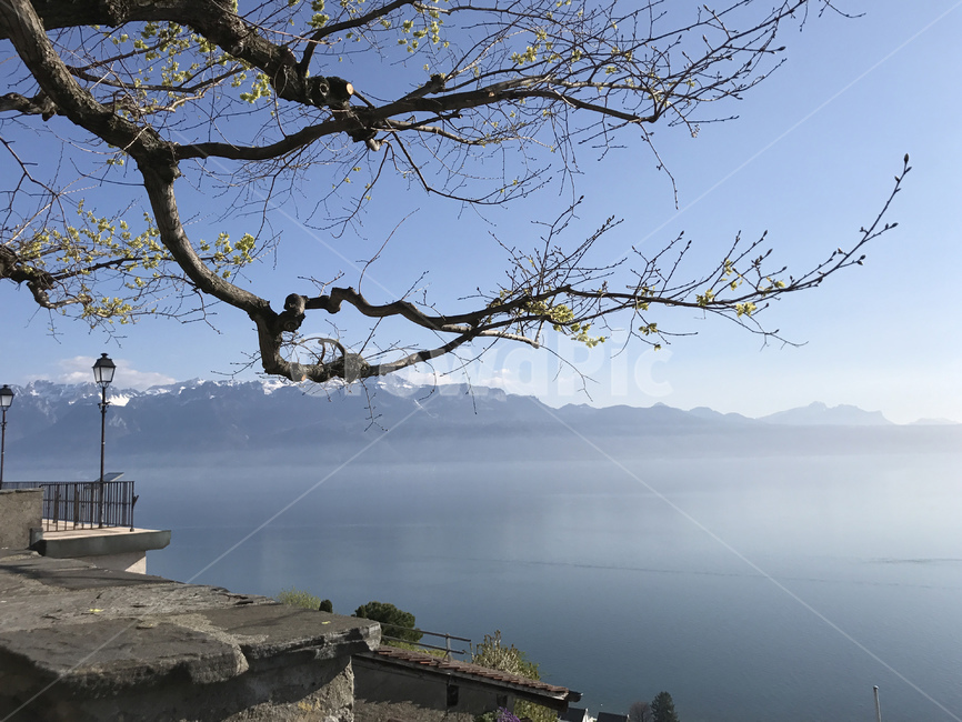 스위스,나무,풍경,호수,산,switzerland,tree,view,lake,morges,mountain,평화,piecefull,고요,자연,풍경,nature,landscape