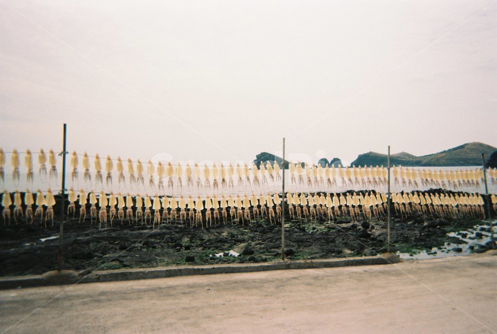 바다,오징어,건조오징어,해안,연안,수산업,옥외,자연,어촌,섬