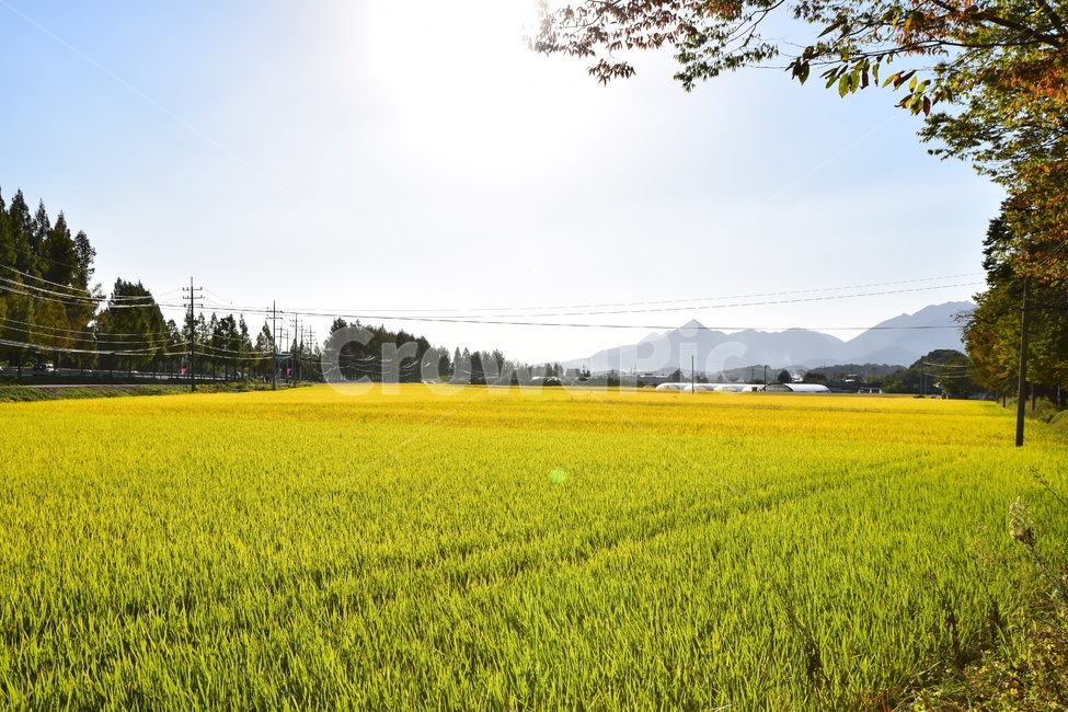 담양,가을,벼,황금빛,하늘,sky,농업,농사,agriculture,farming,farming industry