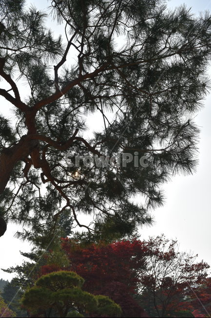 나무,소나무,하늘,자연,가지,나뭇가지,식물,식물,자연,plants,nature,나무,trees,wood
