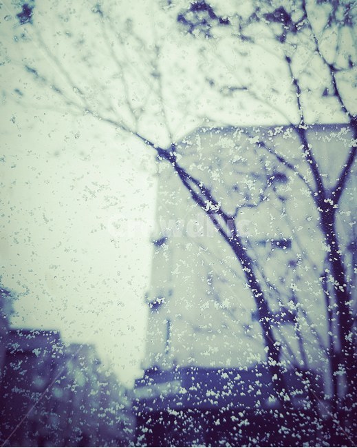 겨울,눈,나무,창문,차가움,wintet,snow,tree,window,cold
