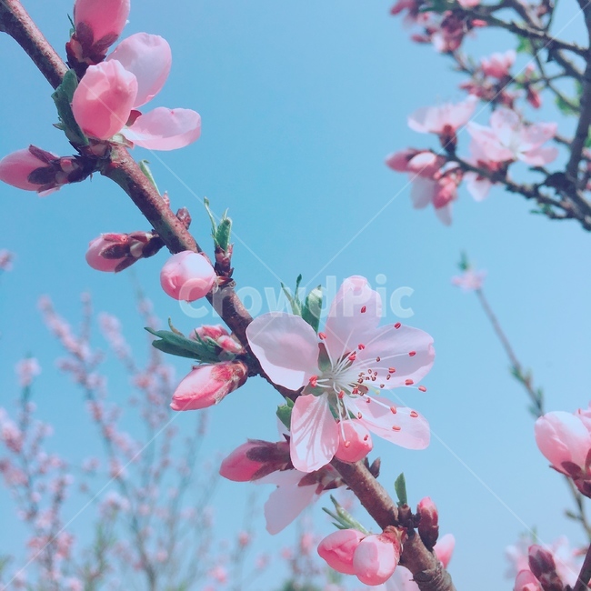 강화도,고려산,봄꽃,꽃,매화꽃,봄,계절,spring,season,식물,자연,plants,nature,꽃,flower,plant,blossom