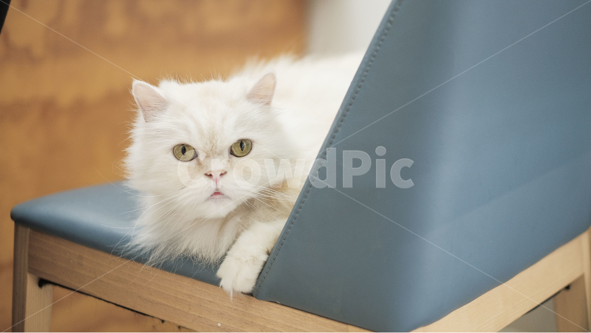 house cat,Meow,stray cat,cat