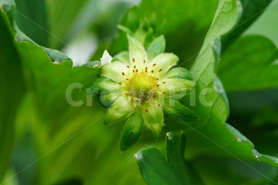 딸기꽃,식물,플라워,자연,nature,flower,이파리,잎사귀,식물성,순수,순수하다,꽃사진,감성,감성사진,힐링,힐링사진,농장,접사,macro,꽃잎,식물,자연,plants,nature,꽃,flower