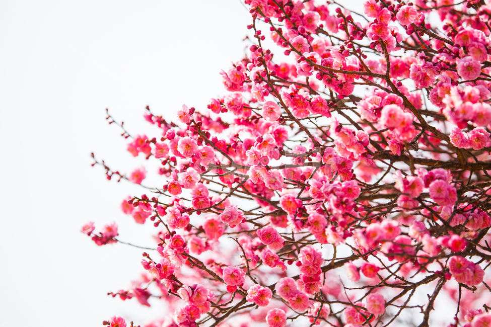 홍매화,매화,식물,꽃,플라워,flower,plant,blossom,식물,자연,plants,nature,꽃,flower