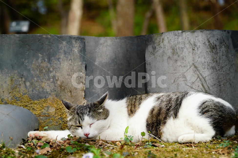 고양이,길고양이,동물,포유류,cat,animal,야옹,냐옹,야옹이,냐옹이,삼색고양이,4월,봄,april,spring,풍경,landscape,alleycat,짐승,식물,꽃밭,화단,동물,animal,포유류,mammal,고양이,cat,kitten,kitty