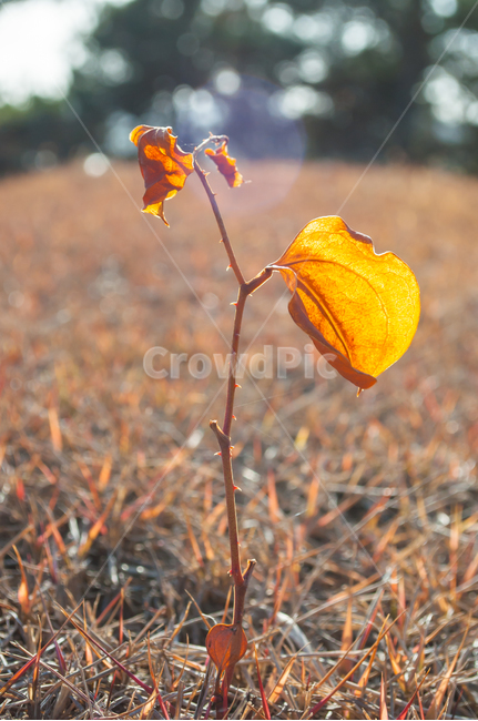 잎새,겨울잎새,산소,풀,잡초,생명력,가시,갈색잎,나뭇잎,잎,겨울,가을,계절,fall,autumn,season,식물,자연,plants,nature,plant,leaf,ground,바닥