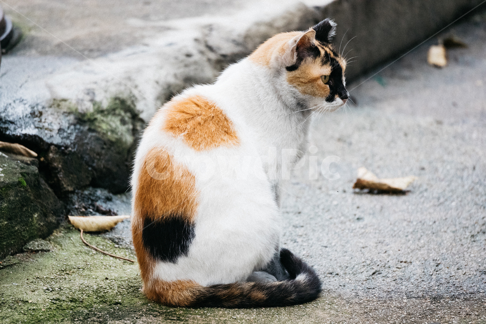 고양이,cat,길고양이,냥이,냥냥이,동물,animal,포유류,mammal,고양이,cat,kitten,kitty