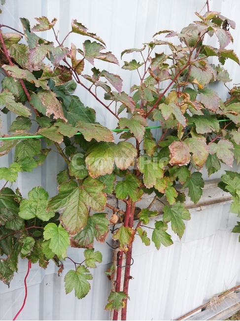 덩굴,plant,식물,vine,초록,가시나무,식물,자연,plants,nature