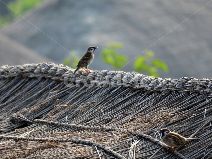 참새,초가집,아침,빛,여름,동물,animal,조류,새,birds