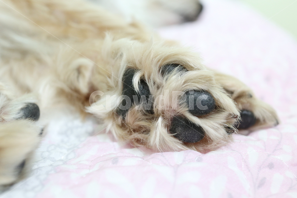 강아지,개발,dog,강아지발,동물발,발바닥,개발바닥,개다리,동물,animal,포유류,mammal,개,강아지,dog,doggy