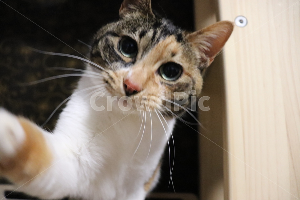 고양이,반려동물,그루밍,코리안숏헤어,삼색고양이,코숏,집냥이,동물,동물,animal,포유류,mammal,고양이,cat,kitten,kitty