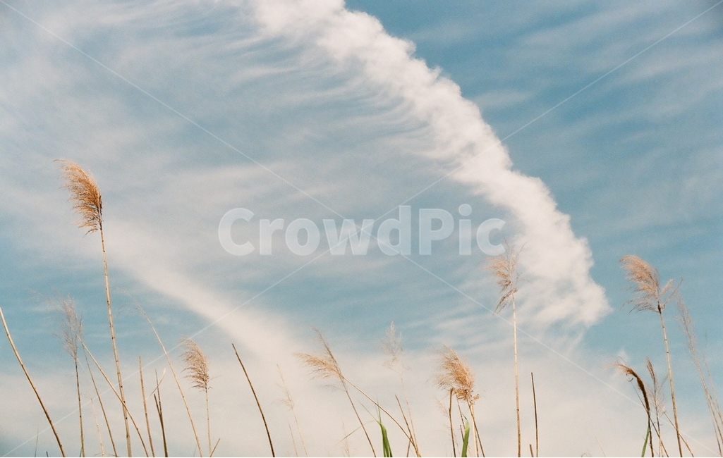하늘,sky,구름,cloud,갈대,가을,계절,fall,autumn,season,자연,풍경,nature,landscape,식물,plants,감성,sensible,feeling,grass,잔디,plant,lawn,reed