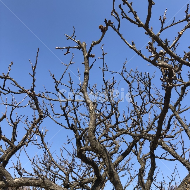 나무,하늘,하늘색,갈색,대비,식물,자연,plants,nature