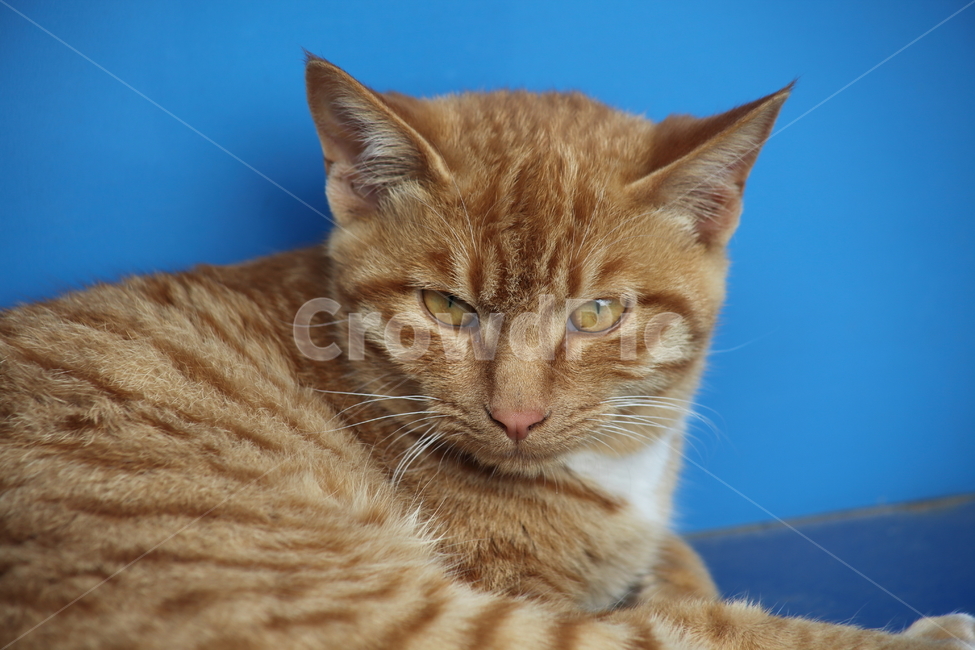 고양이,길냥이,동물,cat,pet,동물,animal,포유류,mammal,고양이,cat,kitten,kitty