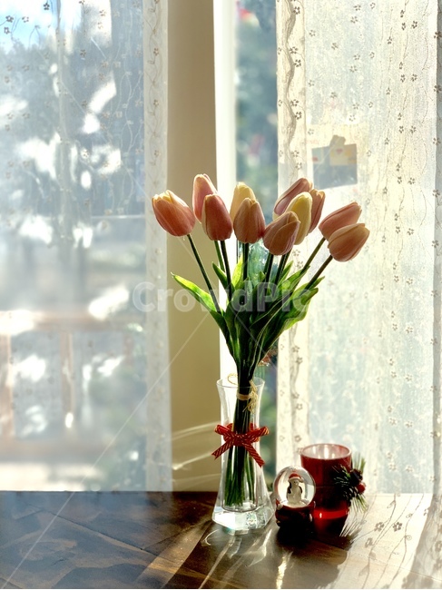 Tulip,race,shadow,sunshine,backlight,cotton,christmas,interior,flower,afternoon,sunlight,light,prop,window,curtain,table