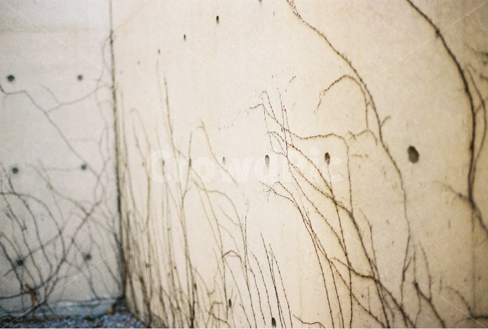신리성지,성당,담벼락,나무,감성,감성사진,당진여행,당진,식물,자연,plants,nature,빈티지사진,빈티지느낌,빈티지감성,vintage