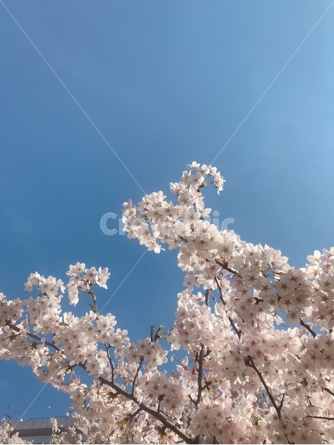 꽃,벚꽃,하늘,plant,식물,아름다움,자연,식물,자연,plants,nature,꽃,flower