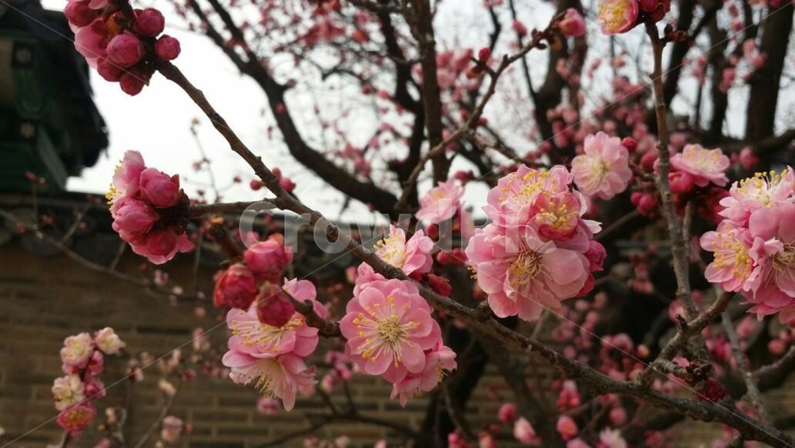 봄,고궁,돌담,홍매화,봄꽃,봄날,설렘,spring,식물,자연,plants,nature,꽃,flower