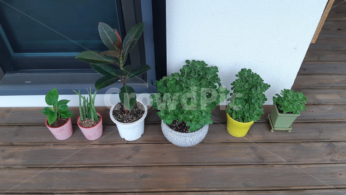 일렬,도기류,항아리,화분,planter,plant,pottedplant,pottery,고무나무,장미허브,식물,자연,화초
