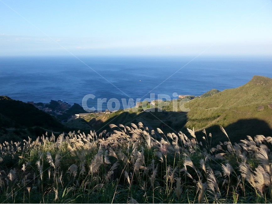 plant,식물,가을,산,바다,갈대밭,reedbeds,풍경,landscape,fall