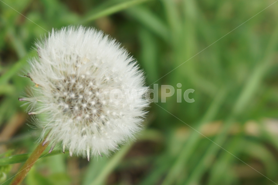 민들레,민들레홀씨,4월,봄,녹색,흰색,풀,식물,자연,plants,nature,꽃,flower
