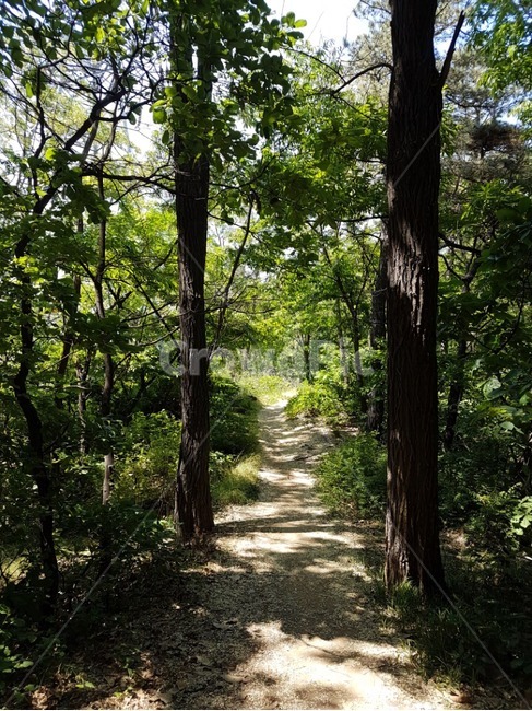 슾길,숲,초록,길,녹음,산속,산,tree,식물,초목,나무