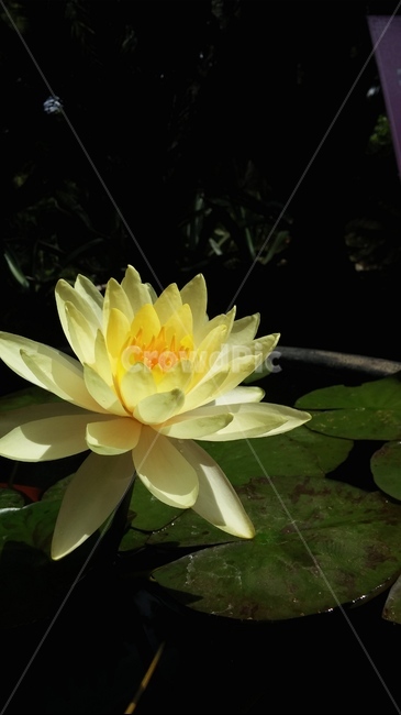 꽃,연꽃,꽃잎,풀,연못,식물,자연,plants,nature,꽃,flower