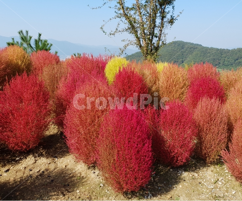 뎁싸리,nature,자연,plant,식물,빗자루나무,나무,싸리,식물,자연,plants,nature