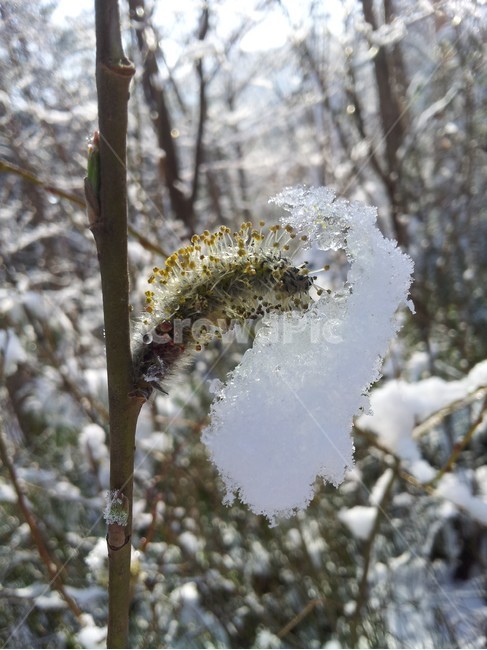 nature,snow,tree,pussy willow