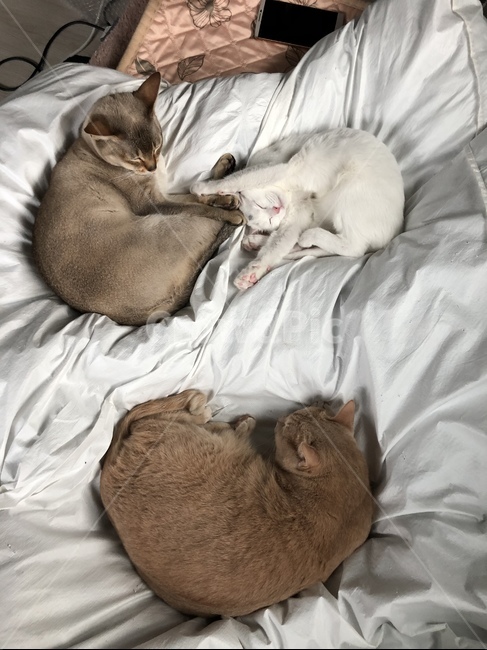 cat,고양이,baby,kitten,고양이새끼,동물,animal,포유류,mammal,고양이,cat,kitten,kitty