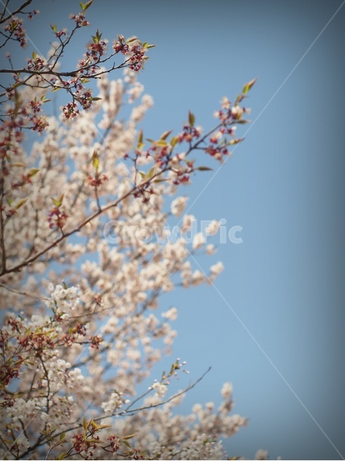 벚꽃,꽃,하늘,봄,plant,식물,flower,blossom,식물,자연,plants,nature,꽃,flower