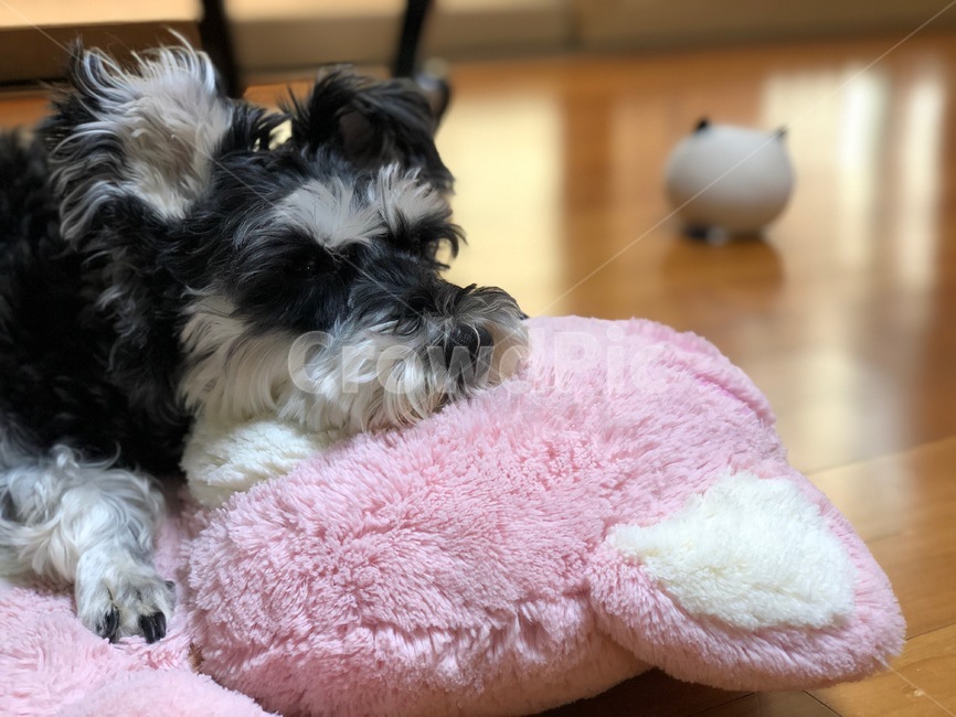 강아지,개,슈나우저,미니어처슈나우저,schnauzer,puppy,dog,miniatureschnauzer,동물,animal,포유류,mammal,개,강아지,dog,doggy