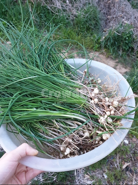 달래,봄나물,봄,식물,유기농,건강,나물캐기,시골,할머니,제철,제철나물