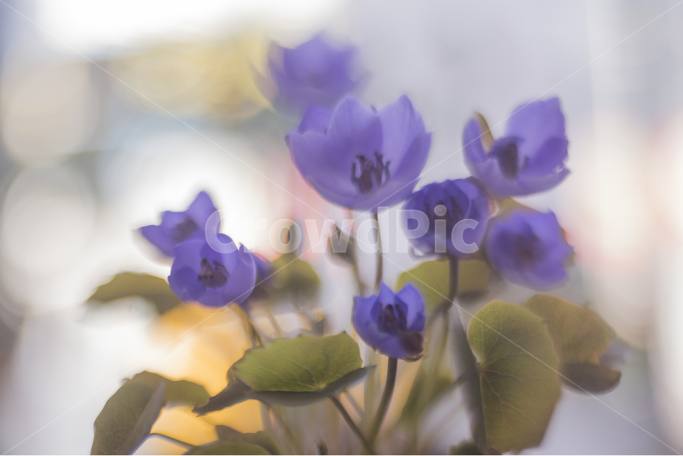 Corolla plant,spring flowers,wildflowers,bokeh,Corolla flower