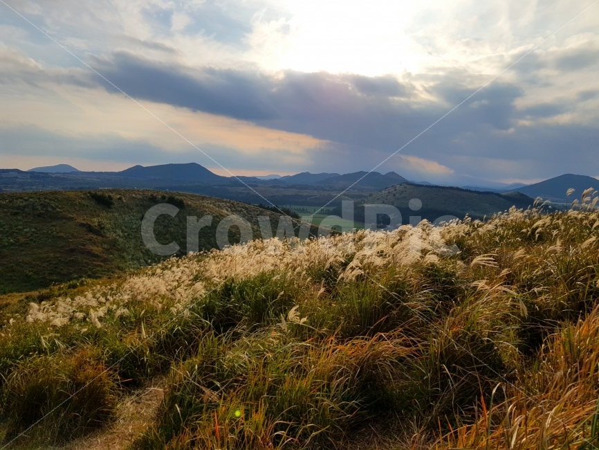 제주,jeju,제주도,jejudo,여행,풍경,landscape,오름,갈대,억새,용눈이오름,가을,계절,fall,autumn,season,자연,풍경,nature,landscape,한국자연풍경,한국자연경관,korea nature landscape,제주도,jeju,jeju island,plant,식물,grass,잔디