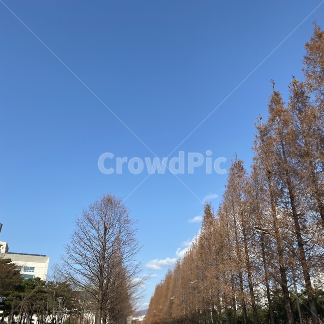 tree,나무,plant,식물,fir,전나무,abies,아비,winter,하늘,공허함,깨끗함,조용,평화