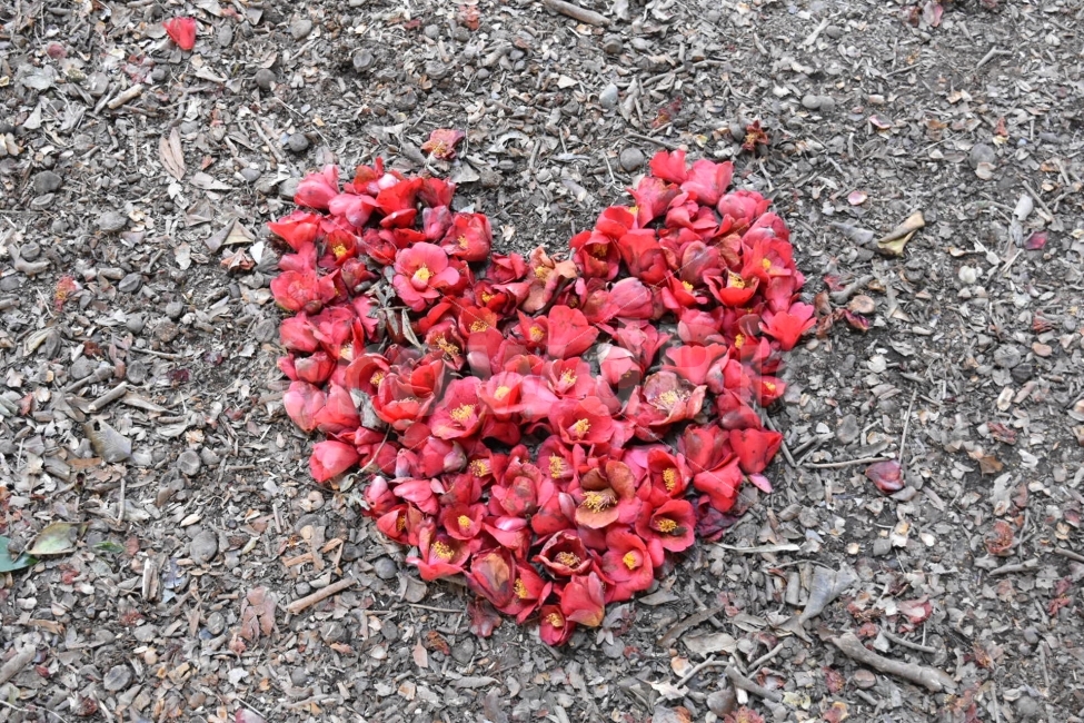 꽃,동백꽃,하트,사랑,빨간,빨강,연인,마음,꽃잎,식물,자연,plants,nature,꽃,flower