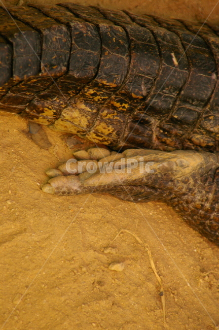 악어,동물,야생동물,crocodile,alligator,발,악어발,동물,animal,파충류,양서류,reptile,amphibian