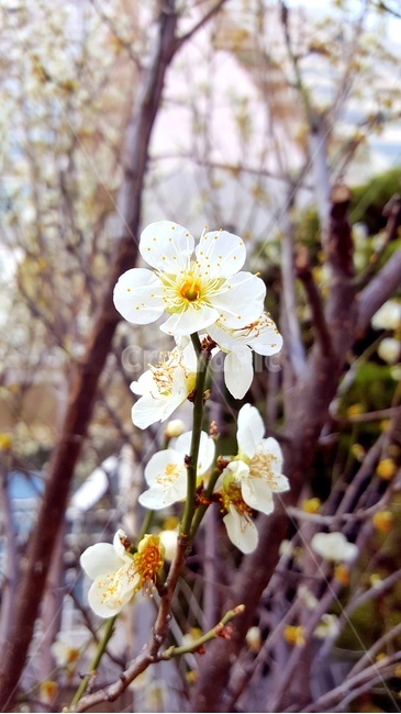 plant,식물,벚꽃,꽃,flower,spring