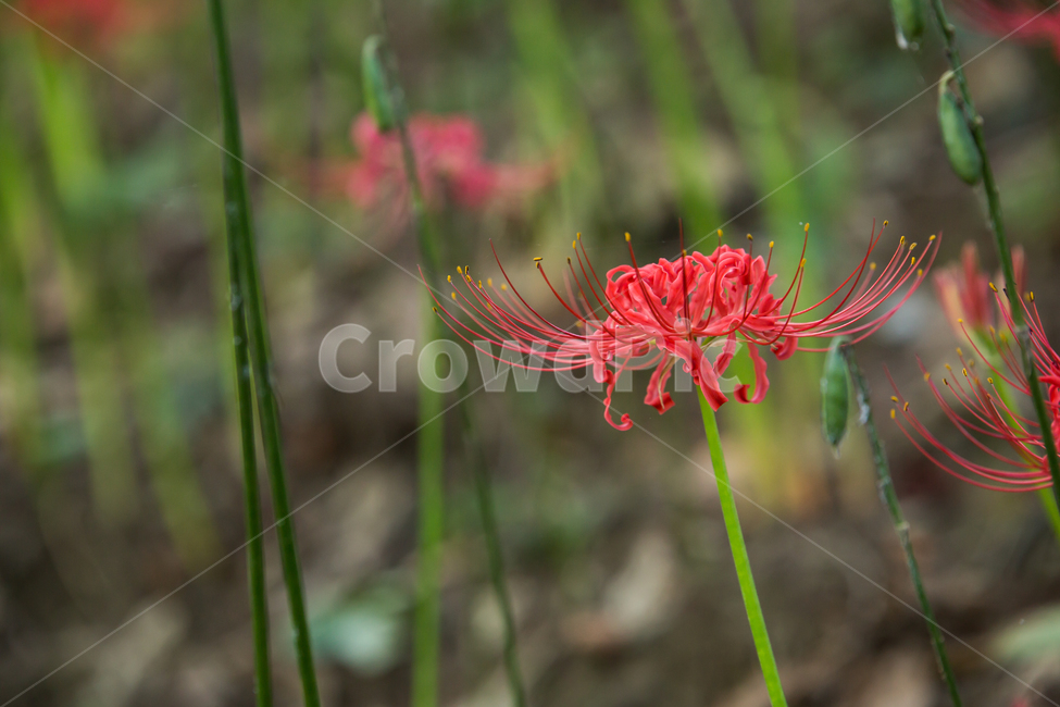plant,식물,pollen,화분,꽃무릇,식물,자연,plants,nature,꽃,flower