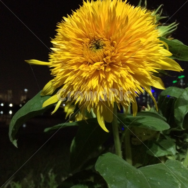 해바라기,꽃,blossom,flower,식물,만개,입춘,봄꽃