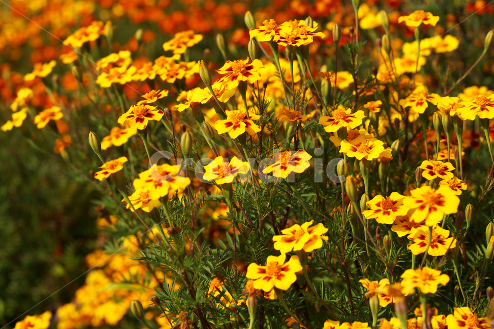 만수국,국화과,원예용,식물,꽃,가을,계절,일년생초본,메리골드,식물,자연,plants,nature,꽃,flower